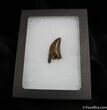 Inch T-Rex / Nanotyrannus Tooth #1264-3